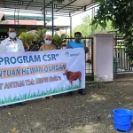 Antam Sebar 12 Ekor Sapi Kurban di Kolaka dan Konut Antam Sebar 12 Ekor Sapi Kurban di Kolaka dan Konut