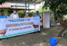 Antam Sebar 12 Ekor Sapi Kurban di Kolaka dan Konut Antam Sebar 12 Ekor Sapi Kurban di Kolaka dan Konut