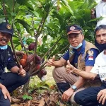 Ini Harapan Bupati Kolut Saat Panen Perdana Kakao Program Revitalisasi Ini Harapan Bupati Kolut Saat Panen Perdana Kakao Program Revitalisasi