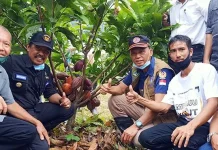 Ini Harapan Bupati Kolut Saat Panen Perdana Kakao Program Revitalisasi Ini Harapan Bupati Kolut Saat Panen Perdana Kakao Program Revitalisasi