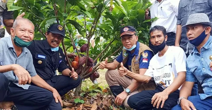 Ini Harapan Bupati Kolut Saat Panen Perdana Kakao Program Revitalisasi