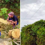 Gegara Penebangan Pohon, Listrik di Mubar Padam Gegara Penebangan Pohon, Listrik di Mubar Padam