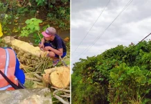 Gegara Penebangan Pohon, Listrik di Mubar Padam Gegara Penebangan Pohon, Listrik di Mubar Padam