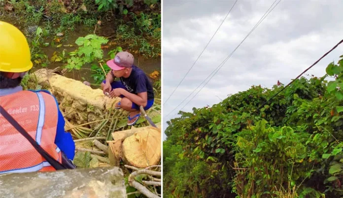 Gegara Penebangan Pohon, Listrik di Mubar Padam