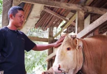 Ini Nama Sapi Kurban Presiden Jokowi di Kendari