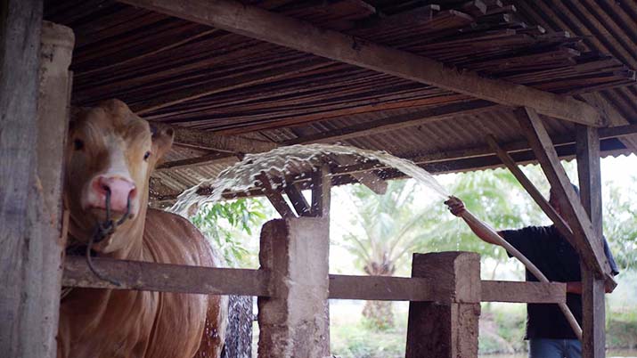 Ini Nama Sapi Kurban Presiden Jokowi di Kendari