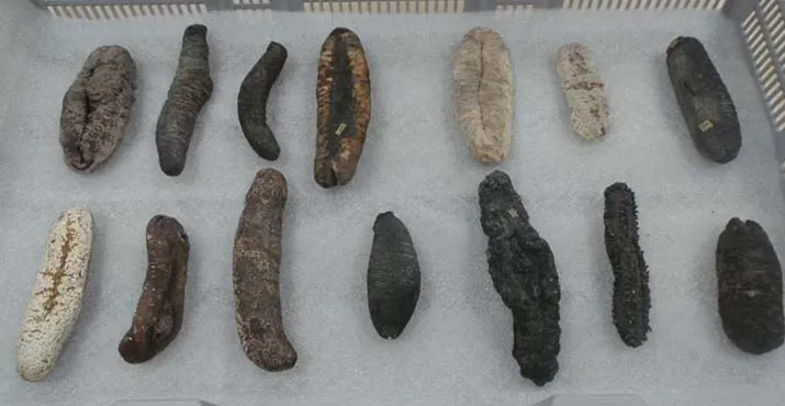 Kisah Tiwang, Penyelam Ulung dari Suku Bajo  