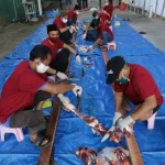 Sultra Kebagian 7 Hewan Kurban dari Pertamina Sultra Kebagian 7 Hewan Kurban dari Pertamina