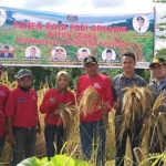 Kelompok Tani Desa Waculaea Butur Panen Raya Padi Organik Kelompok Tani Desa Waculaea Butur Panen Raya Padi Organik