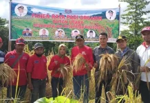 Kelompok Tani Desa Waculaea Butur Panen Raya Padi Organik Kelompok Tani Desa Waculaea Butur Panen Raya Padi Organik