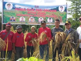 Kelompok Tani Desa Waculaea Butur Panen Raya Padi Organik Kelompok Tani Desa Waculaea Butur Panen Raya Padi Organik