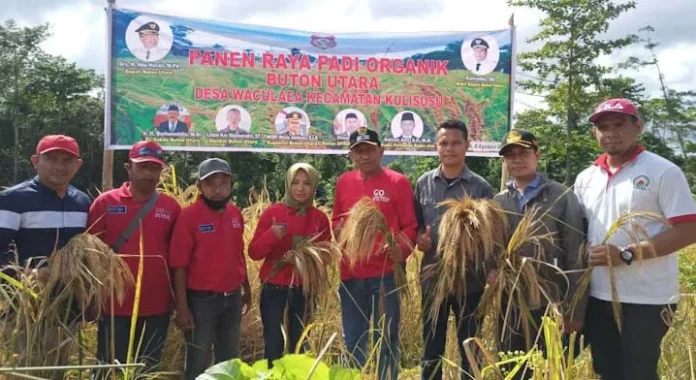 Kelompok Tani Desa Waculaea Butur Panen Raya Padi Organik