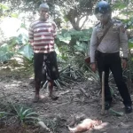 Warga Mubar Digegerkan dengan Munculnya Monyet Jadi-jadian Pemakan Hewan Ternak Warga Mubar Digegerkan dengan Munculnya Monyet Jadi-jadian Pemakan Hewan Ternak