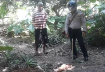 Warga Mubar Digegerkan dengan Munculnya Monyet Jadi-jadian Pemakan Hewan Ternak Warga Mubar Digegerkan dengan Munculnya Monyet Jadi-jadian Pemakan Hewan Ternak