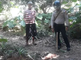 Warga Mubar Digegerkan dengan Munculnya Monyet Jadi-jadian Pemakan Hewan Ternak Warga Mubar Digegerkan dengan Munculnya Monyet Jadi-jadian Pemakan Hewan Ternak