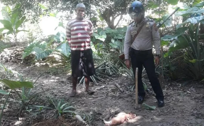 Warga Mubar Digegerkan dengan Munculnya Monyet Jadi-jadian Pemakan Hewan Ternak