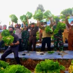 Kelompok Taruna Tani Konasara Panen Perdana Sayuran Kelompok Taruna Tani Konasara Panen Perdana Sayuran