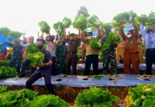 Kelompok Taruna Tani Konasara Panen Perdana Sayuran Kelompok Taruna Tani Konasara Panen Perdana Sayuran