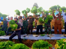 Kelompok Taruna Tani Konasara Panen Perdana Sayuran Kelompok Taruna Tani Konasara Panen Perdana Sayuran