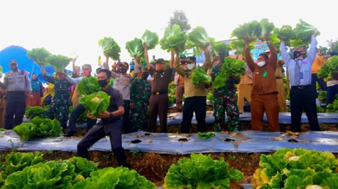 Kelompok Taruna Tani Konasara Panen Perdana Sayuran