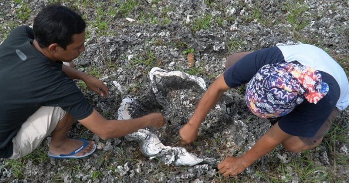 Fosil Kima Purba, Keajaiban Dunia di Wakatobi dari 'Puncak Surga'