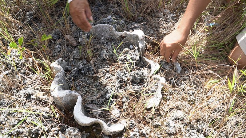 Fosil Kima Purba, Keajaiban Dunia di Wakatobi dari 'Puncak Surga'