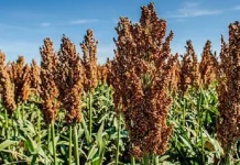 Pemprov Siapkan 100 Hektar Lahan untuk Pengembangan Sorgum di Koltim ilustrasi sorgum