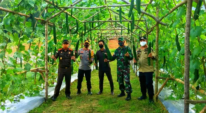 Kelompok Taruna Tani Konasara Panen Perdana Sayuran