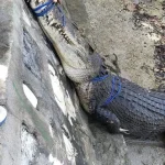 BKSDA Sultra Evakuasi Buaya yang Resahkan Warga Konsel BKSDA Sultra Evakuasi Buaya yang Resahkan Warga Konsel