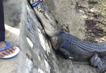 BKSDA Sultra Evakuasi Buaya yang Resahkan Warga Konsel BKSDA Sultra Evakuasi Buaya yang Resahkan Warga Konsel