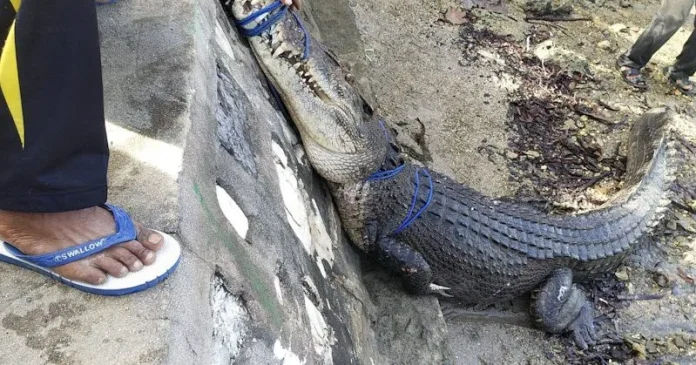 BKSDA Sultra Evakuasi Buaya yang Resahkan Warga Konsel