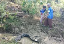 Warga Mubar Temukan Buaya di Parit Warga Mubar Temukan Buaya di Parit