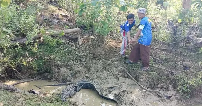 Warga Mubar Temukan Buaya di Parit