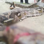 Warga Muna Barat Temukan Ular Piton Sepanjang 7 Meter Warga Muna Barat Temukan Ular Piton Sepanjang 7 Meter