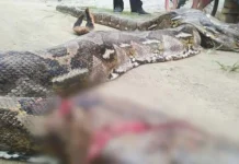 Warga Muna Barat Temukan Ular Piton Sepanjang 7 Meter Warga Muna Barat Temukan Ular Piton Sepanjang 7 Meter