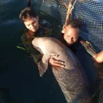 Penyelamatan Seekor Duyung Oleh BKSDA Sultra di Pulau Wawonii Penyelamatan Seekor Duyung Oleh BKSDA Sultra di Pulau Wawonii