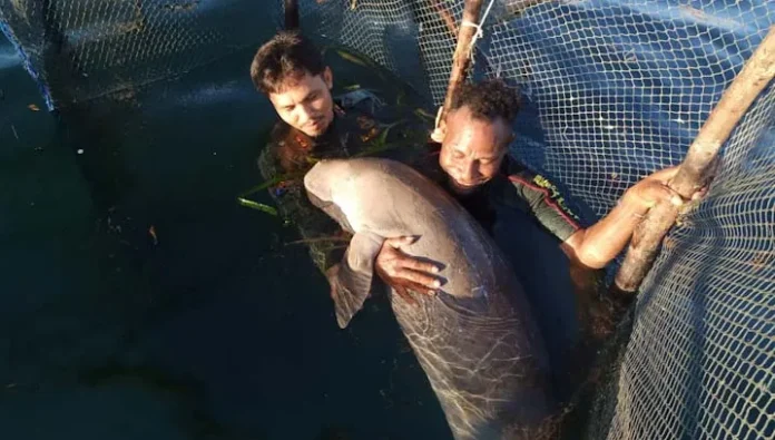 PSX_20201117_052058 Penyelamatan Seekor Duyung Oleh BKSDA Sultra di Pulau Wawonii
