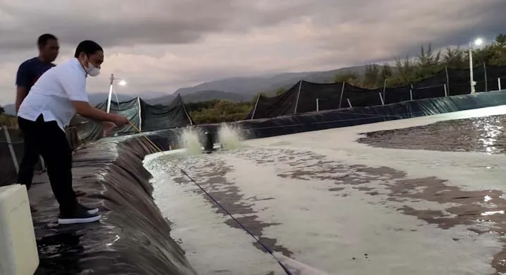 Kunjungi Budidaya Udang Vaname, Haerul Harap Kolaka Bisa Ekspor