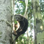 Balai TNRAW Lepasliarkan Induk dan Anak Kuskus Beruang Sulawesi Balai TNRAW Lepasliarkan Induk dan Anak Kuskus Beruang Sulawesi