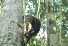 Balai TNRAW Lepasliarkan Induk dan Anak Kuskus Beruang Sulawesi Balai TNRAW Lepasliarkan Induk dan Anak Kuskus Beruang Sulawesi