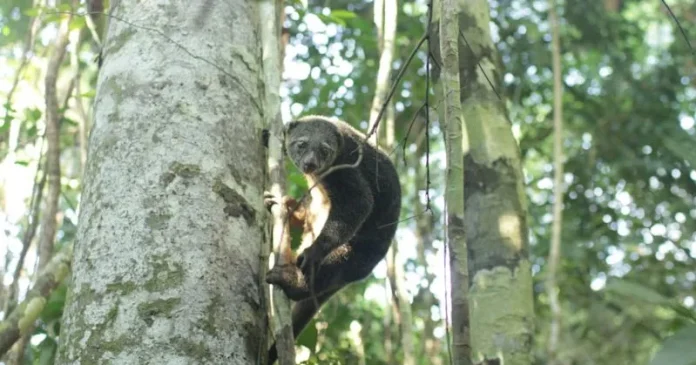 Balai TNRAW Lepasliarkan Induk dan Anak Kuskus Beruang Sulawesi