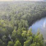 7 Fakta Menarik Mangrove Taman Nasional Rawa Aopa Watumohai 7 Fakta Menarik Mangrove Taman Nasional Rawa Aopa Watumohai