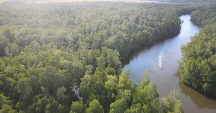 tnraw1 7 Fakta Menarik Mangrove Taman Nasional Rawa Aopa Watumohai
