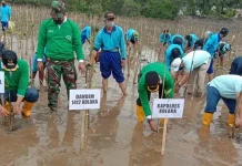 Pemkab Kolaka Gandeng PT Antam Tanam 4.000 Pohon Mangrove Pemkab Kolaka Gandeng PT Antam Tanam 4.000 Pohon Mangrove