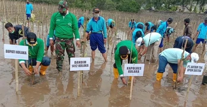 Pemkab Kolaka Gandeng PT Antam Tanam 4.000 Pohon Mangrove