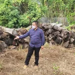 Tersangka Kasus Illegal Logging HPT di Busel Segera Disidang Tersangka Kasus Illegal Logging HPT di Busel Segera Disidang