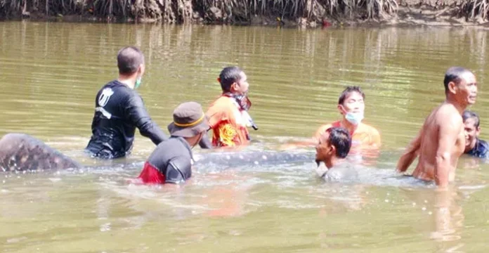 hiupauss BKSDA Sultra Sebut Hiu Paus Lari dari Kawanan