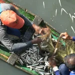 Fenomena Munculnya Kawanan Ikan di Sungai Hebohkan Warga Baubau Fenomena Munculnya Kawanan Ikan di Sungai Hebohkan Warga Baubau