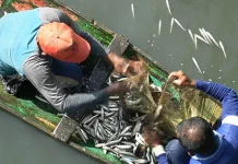 Fenomena Munculnya Kawanan Ikan di Sungai Hebohkan Warga Baubau Fenomena Munculnya Kawanan Ikan di Sungai Hebohkan Warga Baubau