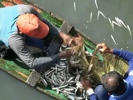 Fenomena Munculnya Kawanan Ikan di Sungai Hebohkan Warga Baubau Fenomena Munculnya Kawanan Ikan di Sungai Hebohkan Warga Baubau